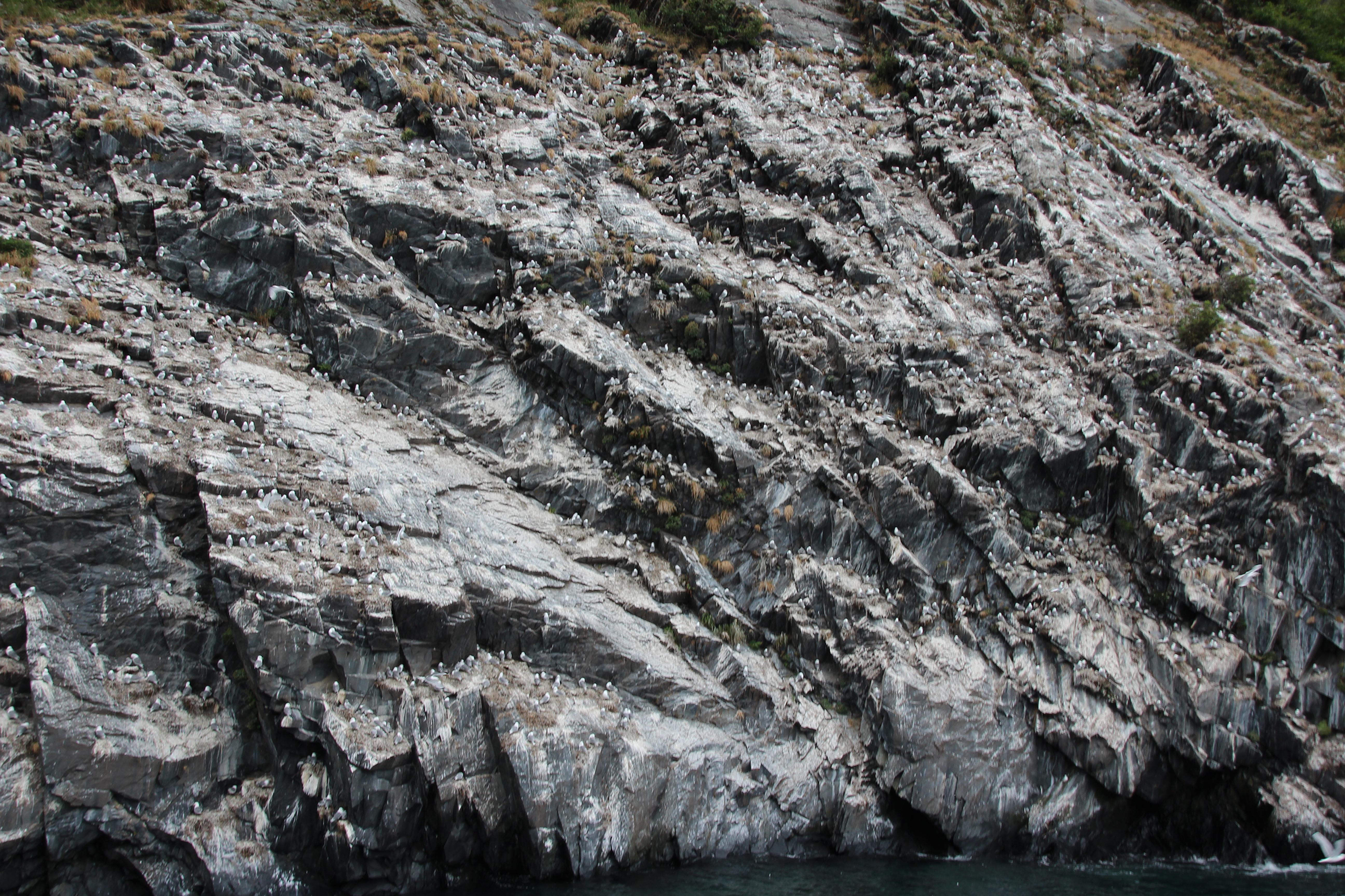 Thousands of SeaGulls on the rocks