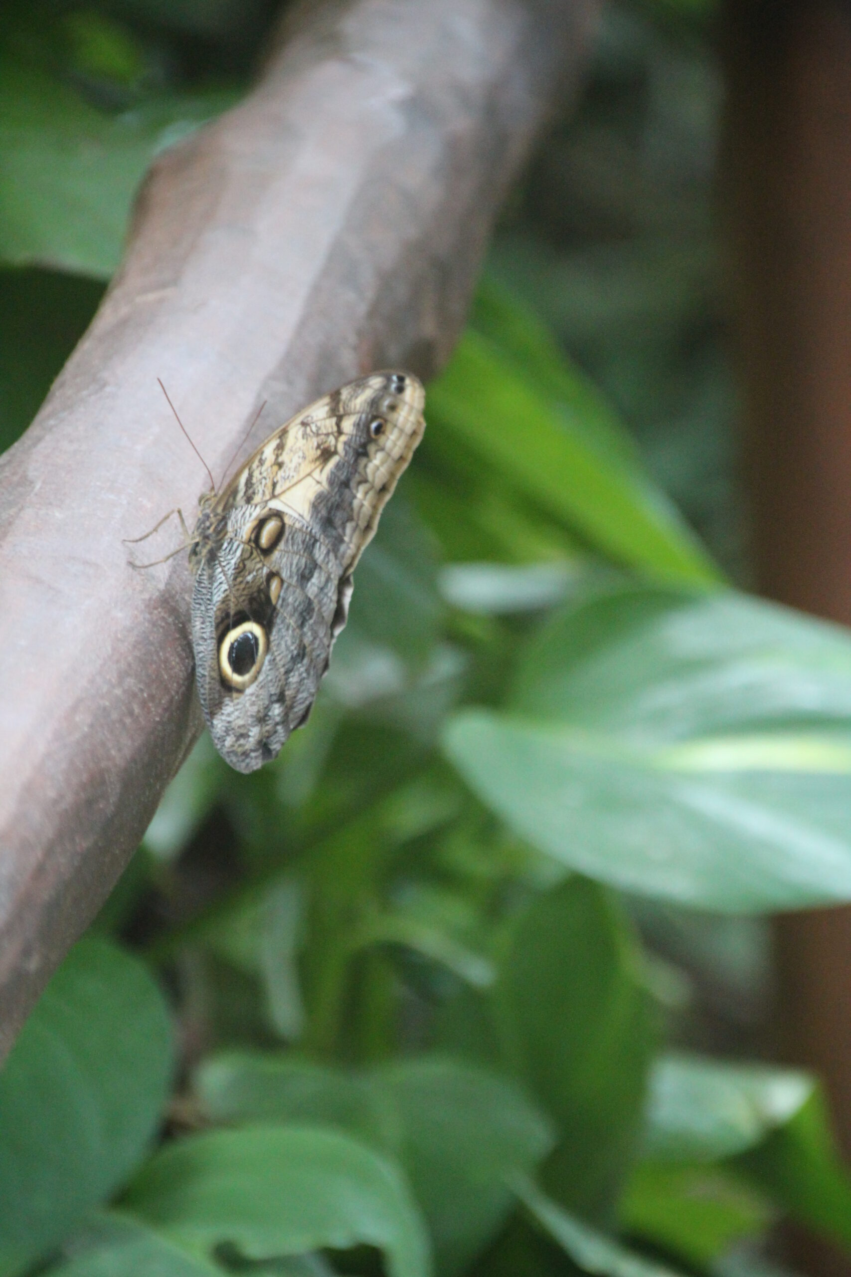 Butterfly Pavilion