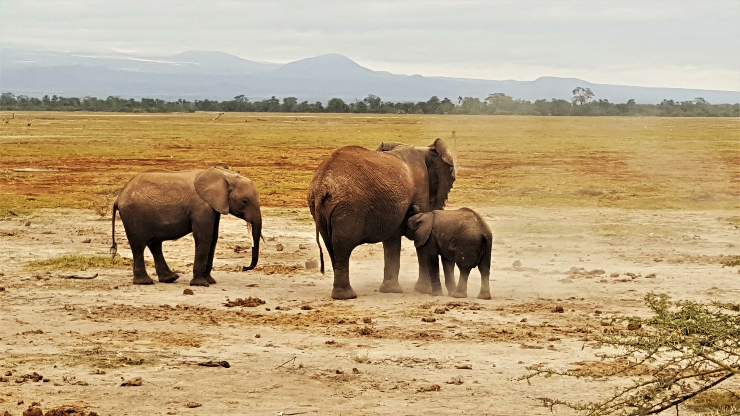 Baby elephant feeding 