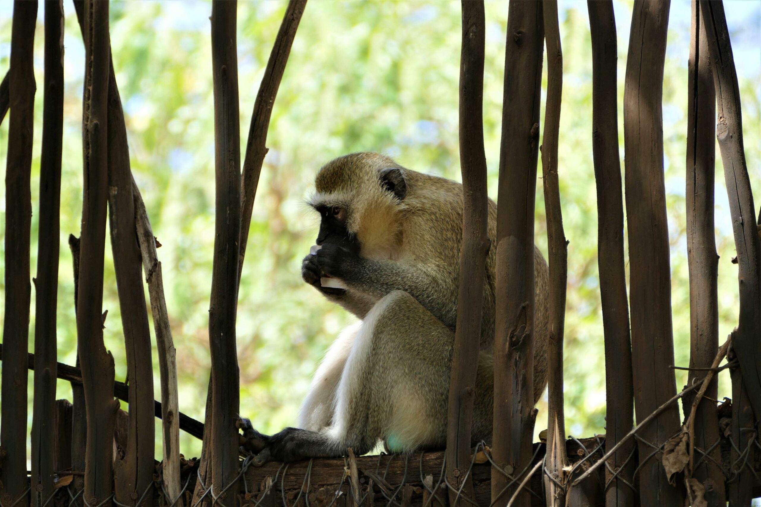 This baboon was sitting on the roof of our room.