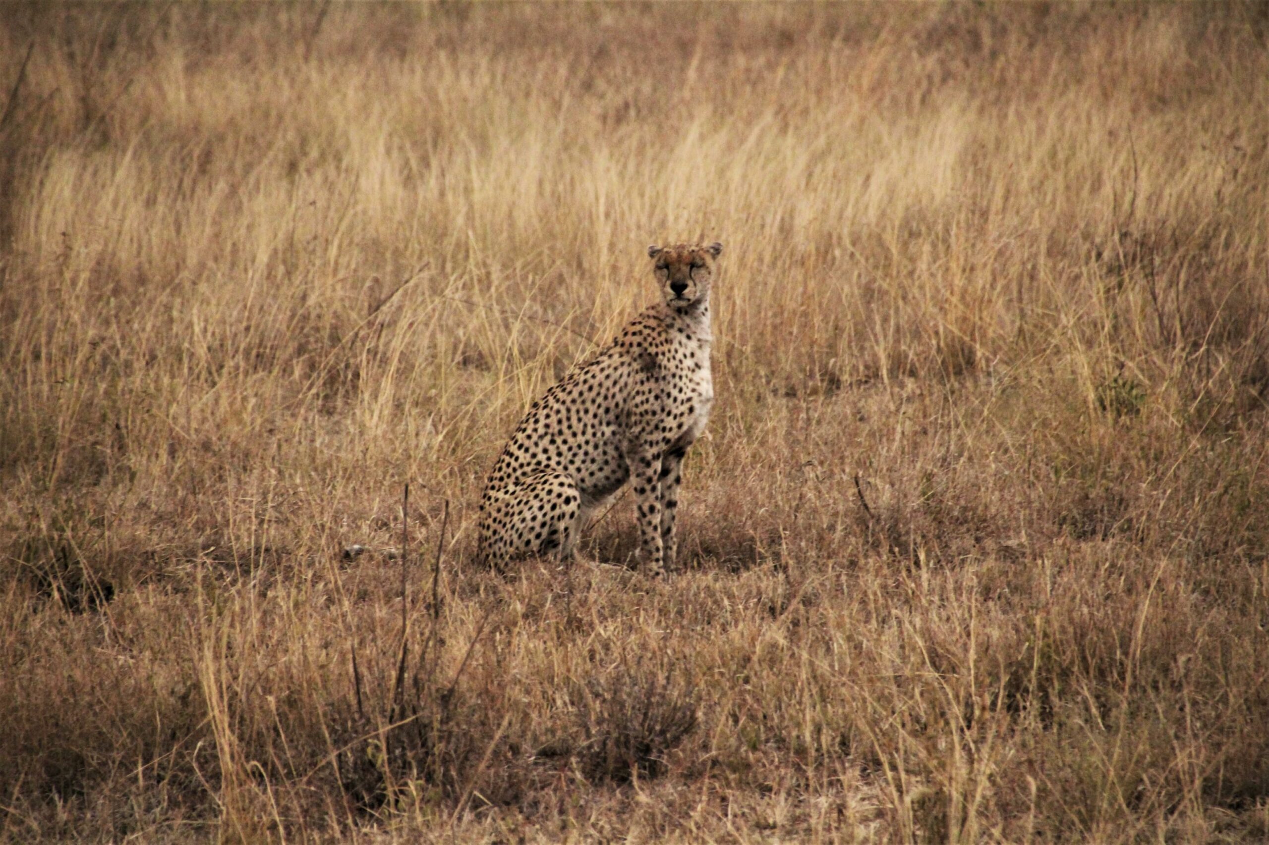 Cheetah pose