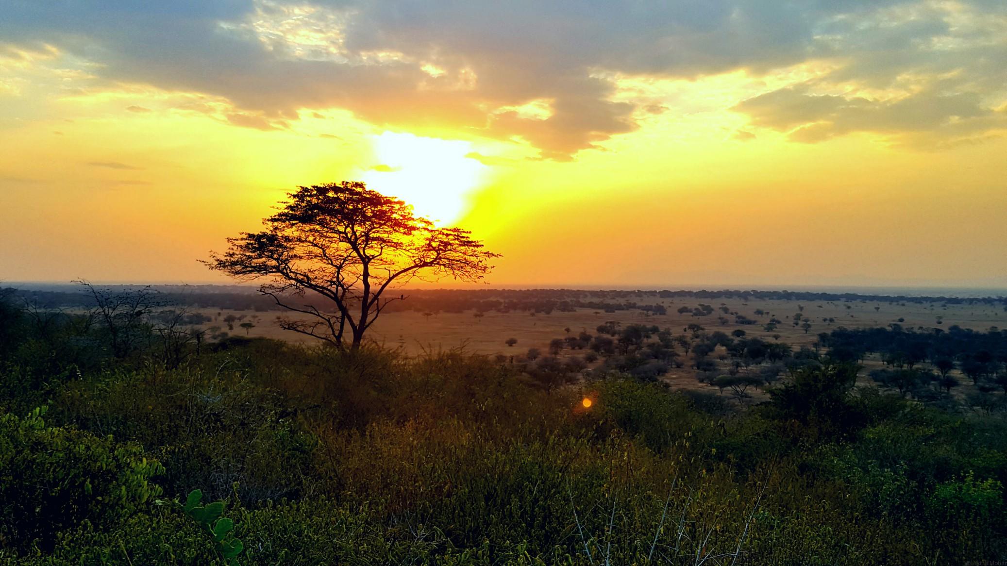 Sunset in Serengeti - Spot the firefly in the picture.